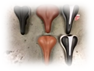 Frame | Saddles
